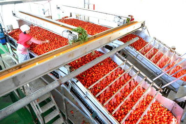 新疆 番茄制品出口忙